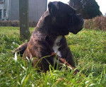 Photo de Boxer : Enzo - Boxer