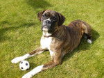 Photo de Body Boxer de 2 ans - Boxer (2 ans)