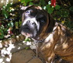 Photo de Body Boxer de 2 ans - Boxer (2 ans)