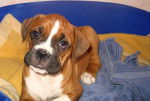 Diva Boxer fauve de 3 mois - Boxer (3 mois)