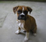 Diva Boxer fauve de 3 mois - Boxer (3 mois)