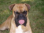 Photo de Boxer : Baloo - Boxer