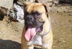 Photo de Boxer : Baloo - Boxer
