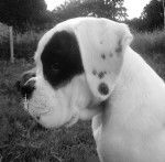 Diouck 5 mois - Boxer (5 mois)