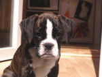 Dinky 2 mois - Boxer (2 mois)
