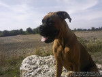 Photo de Boxer : Zeus - Boxer