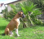 Polux 4 ans - Boxer (4 ans)