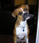 Diva chienne Boxer de 1 an et demi - Boxer