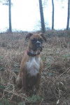 Simba 4 mois - Boxer (4 mois)