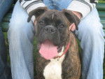 debsy - Boxer (8 mois)