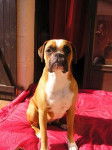 Easy, Boxer de 15 mois - Boxer (1 an et 3 mois)
