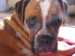 Beau portrait de Easy, 15 mois - Boxer (1 an et 3 mois)