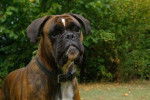 Chelsea, Beau Boxer Bringué femelle de 3 ans - Boxer (3 ans)