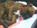 Tao, chiot boxer bringué - Boxer