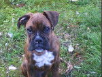 Tao, Boxer bringué 6 mois - Boxer (6 mois)