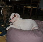 Falka, petite Boxer de 5 mois - Boxer (5 mois)