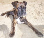 Glasgow Boxer de 3 mois à la plage - Boxer (3 mois)