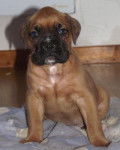 Genzo, chiot Boxer 2 mois - Boxer (2 mois)