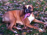 Easy 26 mois - Boxer (2 ans et 2 mois)