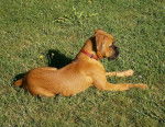 Genzo, a grandi : 5 mois - Boxer (5 mois)
