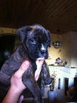 Holie chiot boxer femelle bringuée - Boxer
