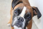 Beau portrait de Boxer : Nougat - Boxer