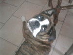 amour - Boxer (7 ans)