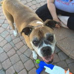 Tyson - Boxer Mâle (10 ans)