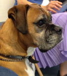 Casper - Boxer Mâle (5 ans)