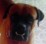 niko - Boxer Mâle (3 ans)