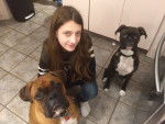 Aria , blue et moi - Boxer (1 an)