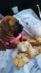 Harlee Grace - Boxer (2 mois)