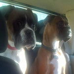 Fidji & Attila - Boxer