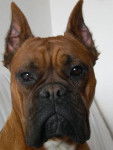 Darkan - Boxer M&acirc;le (6 mois)