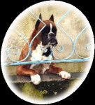 (B) Orelio de l&#39;Aude-Charmanou - Boxer