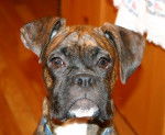 Kc - Boxer (6 mois)