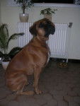 Ubba - Boxer (2 ans)