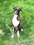 M'HARIBO DE L'AIR SALIN - Boxer Mâle (2 ans)