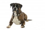 Photo Boxer