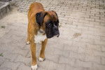 Photo Boxer