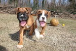 Deux chiots Boxers voulant jouer