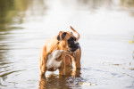 Un Boxer qui joue dans l'eau