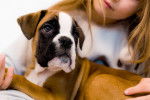 Un chiot Boxer en train de se faire caresser par une petite fille