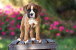 Un chiot Boxer 