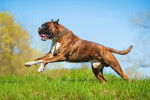 Un Boxer bondit dans l'herbe