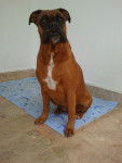Nina - Boxer (8 ans)