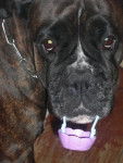 Nena - Boxer (8 ans)