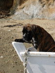 Ciney - Boxer (5 ans)