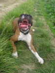 Shiva - Boxer (2 ans)