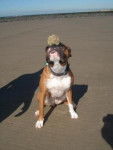 Shiva - Boxer (2 ans)